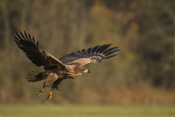 Majestic predator White-tailed eagle, Haliaeetus albicilla in Poland wild nature