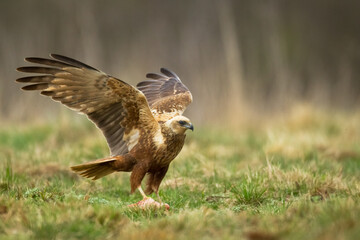 Flying Birds of prey Marsh harrier Circus aeruginosus, hunting time Poland Europe