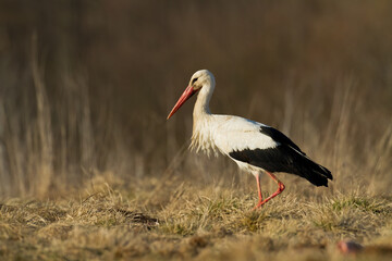 Bird White Stork Ciconia ciconia hunting time summer in Poland Europe
