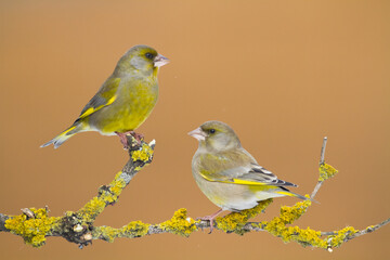 European greenfinch Chloris chloris or common greenfinch songbird winter time blurred background	