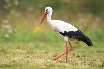 Bird White Stork Ciconia ciconia hunting time summer in Poland Europe
