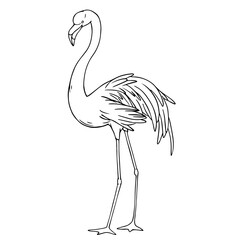 Linear sketch of a flamingo bird. Vector graphics.