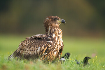 Majestic predator White-tailed eagle, Haliaeetus albicilla in Poland wild nature