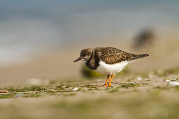 bird - Ruddy Turnstone migratory Arenaria interpres shorebird, migratory bird, Poland Europe Baltic Sea