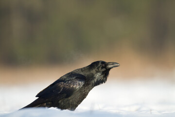 Bird Common Raven Corvus corax, dark style big black scary bird