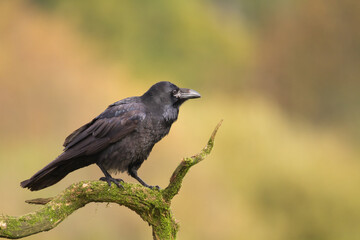 Bird Common Raven Corvus corax, dark style big black scary bird