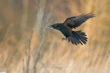 Bird Common Raven Corvus corax, dark style big black scary bird