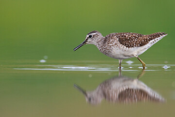 Shorebirds - Wood Sandpiper Tringa glareola, wildlife Poland Europe