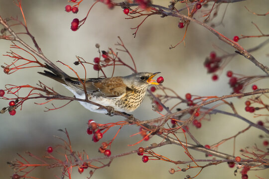 Bird - fieldfare, Turdus pilaris, bird eating berries on a hawthorn bush during Autumn season
