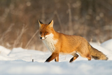 Fox Vulpes vulpes in autumn scenery, Poland Europe, animal walking among autumn meadow in amazing warm light