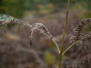 fern leaves in the sunshine
