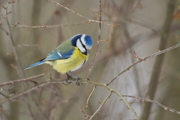 Obraz premium Bird - Blue Tit Cyanistes caeruleus perched on tree 
