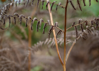 fern leaves in the sunshine