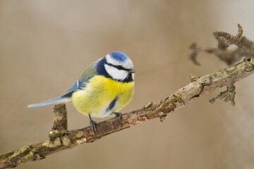 Fototapeta premium Bird - Blue Tit Cyanistes caeruleus perched on tree 