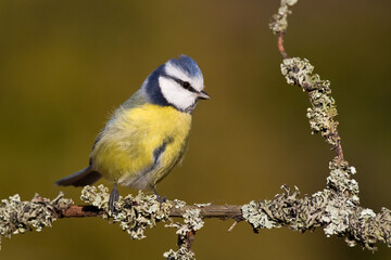 Bird - Blue Tit Cyanistes caeruleus perched on tree	
