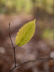 Autumn leaf in the forest.
