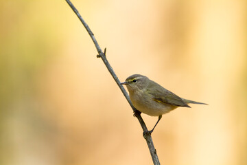 Small bird - Chiffchaff Phylloscopus collybita perched on tree, summer time
