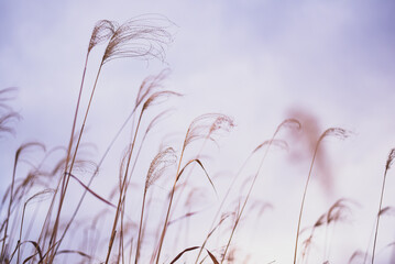 風に揺れるススキ