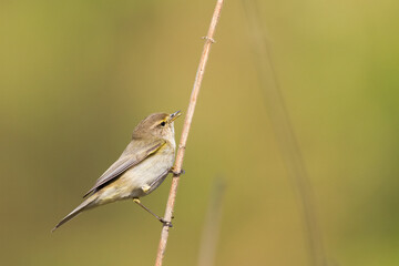 Small bird - Chiffchaff Phylloscopus collybita perched on tree, summer time
