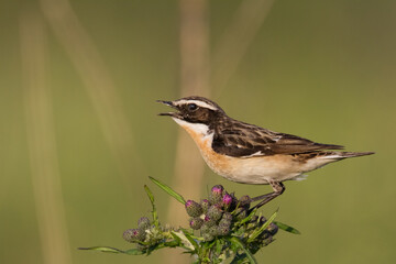 Bird Whinchat Saxicola rubetra - bird sitting on the weed, male, amazing background with warm light summer time Poland, Europe