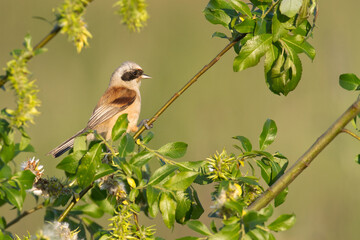 Bird Remiz pendulinus Penduline Tit perched on tree Poland Europe