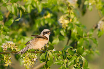 Bird Remiz pendulinus Penduline Tit perched on tree Poland Europe