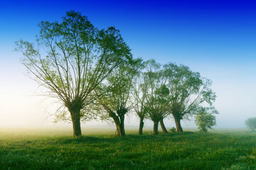 Landscape sunset in Narew river valley, Poland Europe, foggy misty meadows with willow trees, spring time © Marcin Perkowski