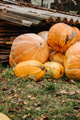 Large ripe yellow, orange autumn pumpkins in autumn outdoors. Pumpkins for Halloween