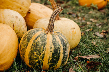 Large ripe yellow and green autumn pumpkins in autumn outdoors. Pumpkins for Halloween