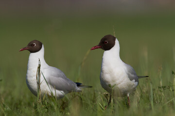 Bird black-headed gull Chroicocephalus ridibundus on green meadow spring time Poland, Europe