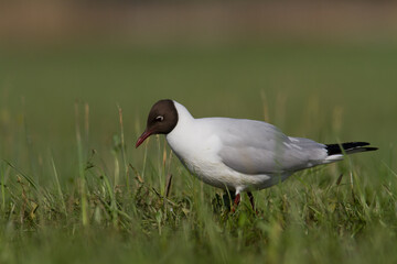 Bird black-headed gull Chroicocephalus ridibundus on green meadow spring time Poland, Europe