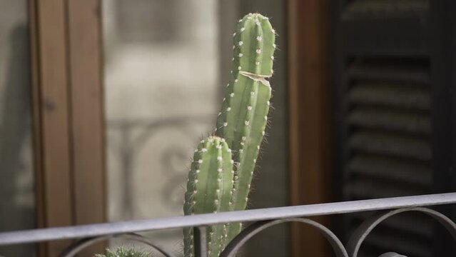 Dolly close-up view of a cereus peruvianus cactus next to a balcony railing in summer. 