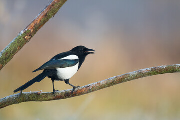 The Eurasian Magpie or Common Magpie or Pica pica on the branch with colorful background, winter time