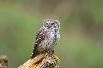 Pygmy owl Glaucidium passerinum little owl natural dark forest north parts of Poland Europe	
