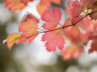 Autumn leaves in the forest