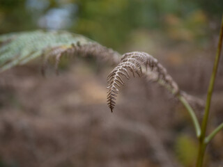 fern leaves in the sunshine
