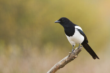 The Eurasian Magpie or Common Magpie or Pica pica on the branch with colorful background, winter time