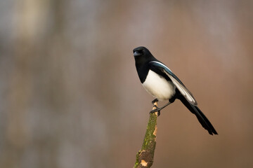 The Eurasian Magpie or Common Magpie or Pica pica on the branch with colorful background, winter time