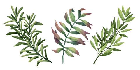 Set of watercolor leaf branches. Hand drawn watercolor illustration