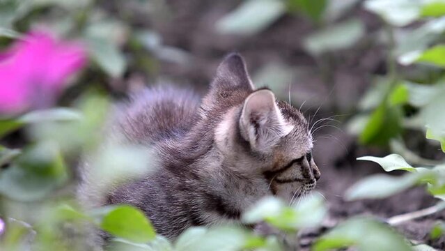 Little kitten in flowers. Adorable pets with colorful background.