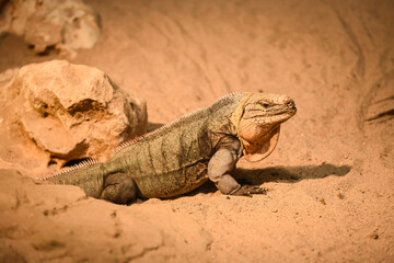 iguana on the rock