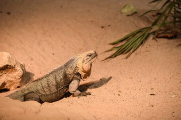 iguana on the rock