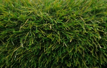 green grass background