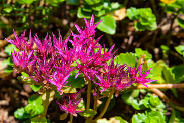 The ochitok is false (Latin Sedum spurium). Inflorescence