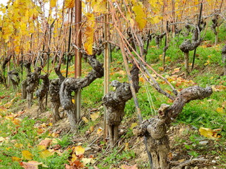 Rebenschnitt im Spätherbst