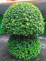 A young banyan tree, very good for decoration in the garden or front of the house 