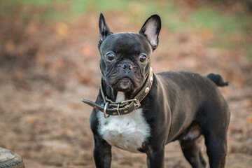 Young beautiful purebred French bulldog on a walk in the spring park.