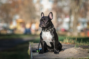 Young beautiful purebred French bulldog on a walk in the spring park.