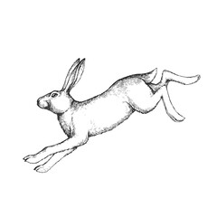 Vector hand drawn illustration of jumping hare in engraving style. Sketch of running forest animal isolated on white.