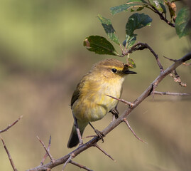 Obraz premium Birds photographed from my garden in winter!